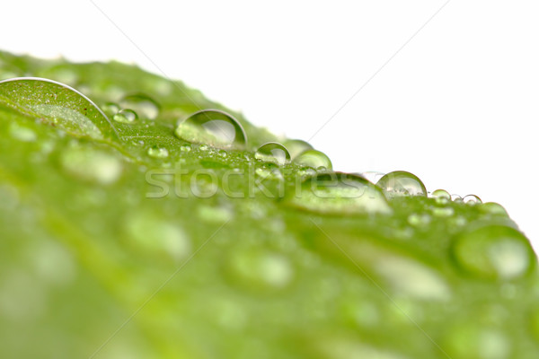 Gouttes d'eau feuille isolé blanche eau résumé [[stock_photo]] © kokimk