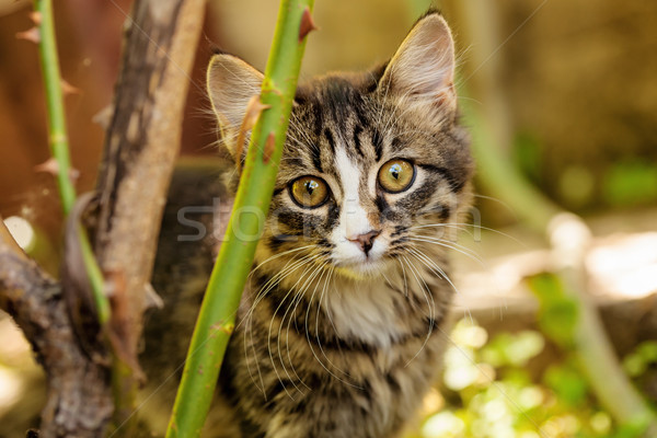 Küçük kedi yavrusu açık havada bahçe ağaç bebek Stok fotoğraf © kokimk