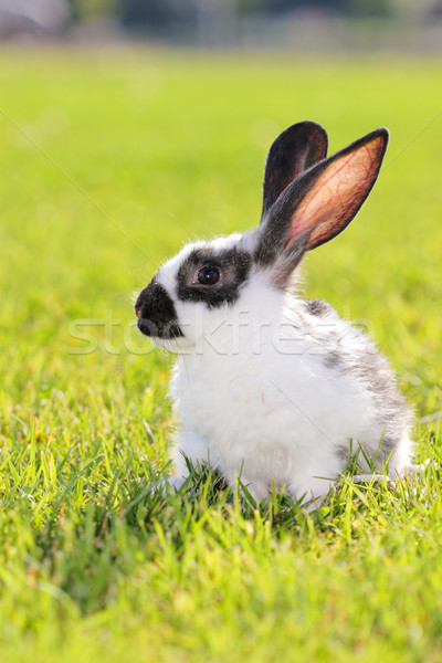 Kaninchen weiß grau grünen Wiese Haar Stock foto © kokimk