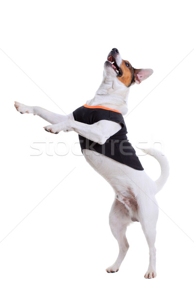 Terrier kutya portré fajtiszta kutya izolált fehér Stock fotó © kokimk