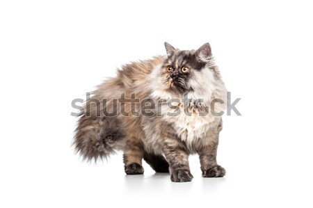 Kot szynszyla mały koteczek odizolowany biały Zdjęcia stock © kokimk