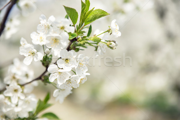 Warm spring in the apple orchard Stock photo © konradbak