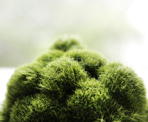 Interessant Stück Natur Blume Wald Stock foto © konradbak