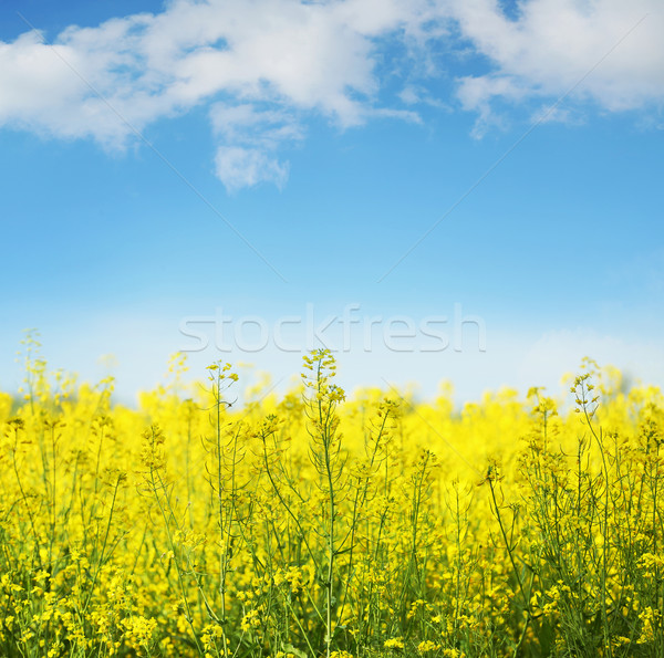 Yellow field rapeseed in bloom Stock photo © konradbak