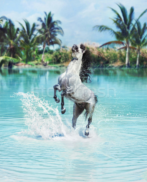 Majestic horse jumping in the pool Stock photo © konradbak