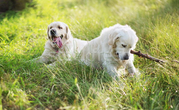 Stockfoto: Twee · honden · spelen · weide · groene · hond