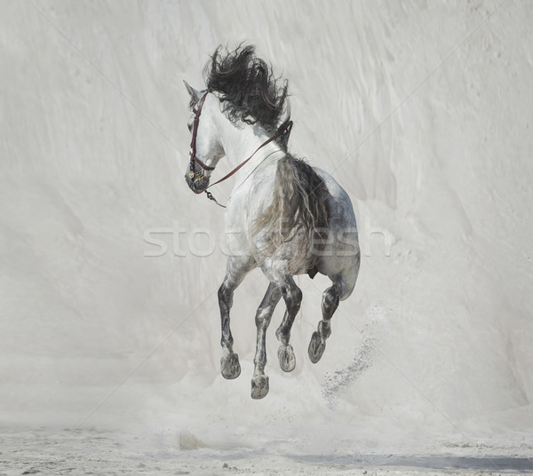 Photo presenting the galloping horse Stock photo © konradbak