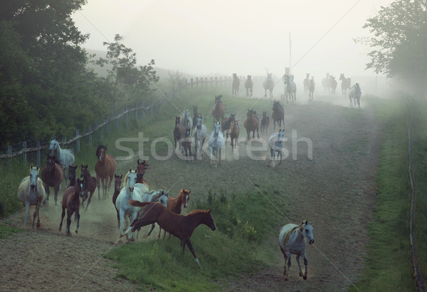 Bevy of horses running at the rular area Stock photo © konradbak