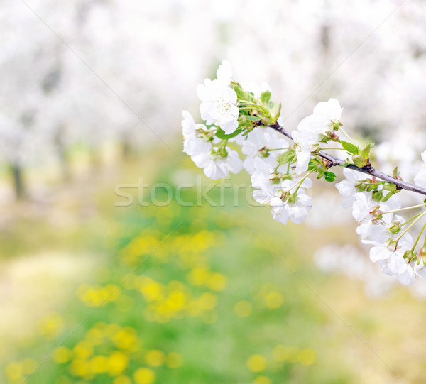 Coloré parfumé verger printemps verger de pommiers fleur [[stock_photo]] © konradbak