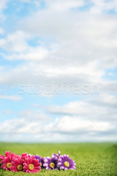 Stock photo: Red and violet flowers on meadow