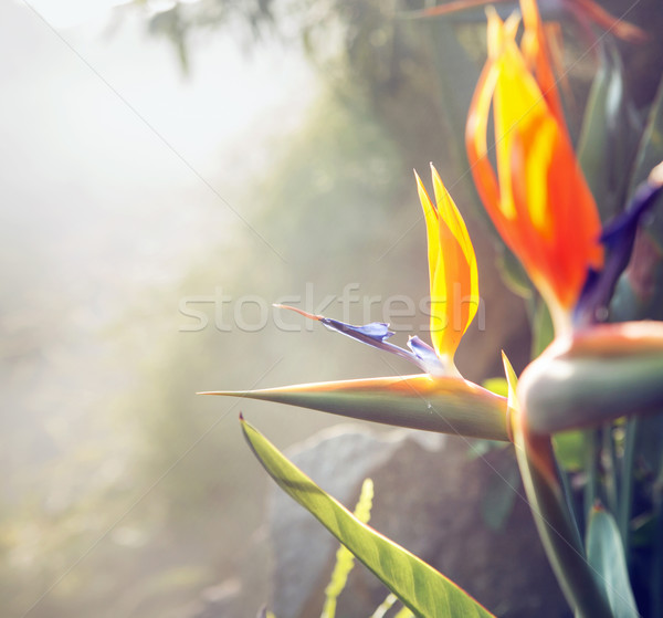 Fotó bemutat színes növényvilág trópusi kert Stock fotó © konradbak