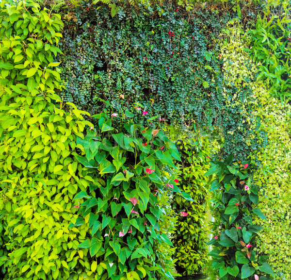 Green various creeper fern and lush plant on wall.  Stock photo © konradbak