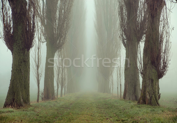 Stok fotoğraf: şaşırtıcı · resim · eski · ağaçlar · eski · orman