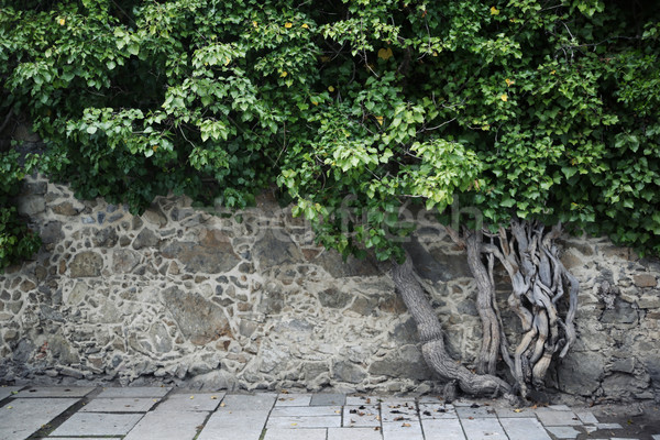 Fine picture of the greenery Stock photo © konradbak