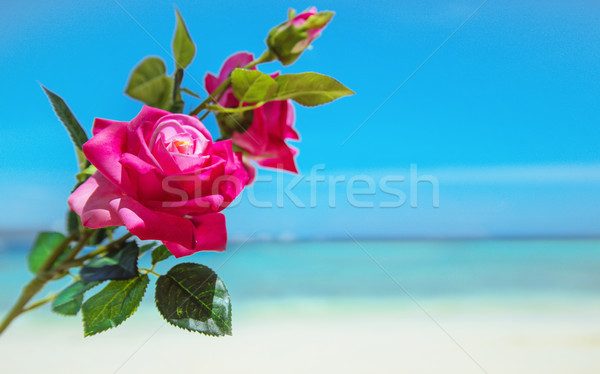 Tropical flower over an ocean's view Stock photo © konradbak