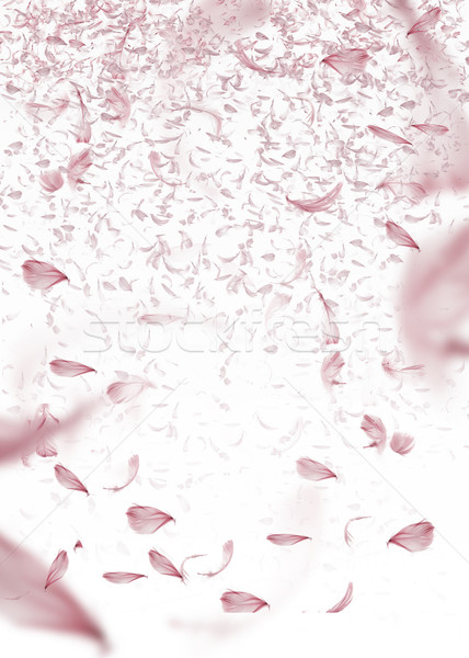 Kunst foto roze vliegen veren foto Stockfoto © konradbak