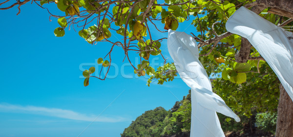 Exotischen Pflanzen asian Sommer Regenwald tropischen Stock foto © konradbak