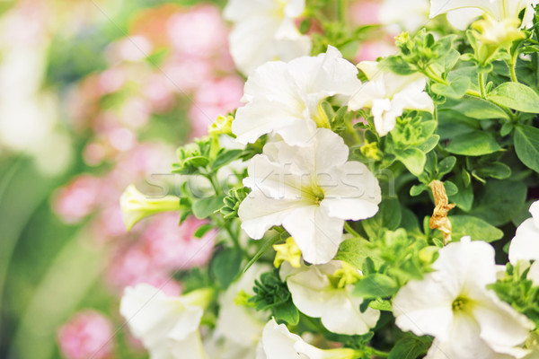 Stock fotó: Virágzik · fehér · virágok · nyár · kert · illatos · virág