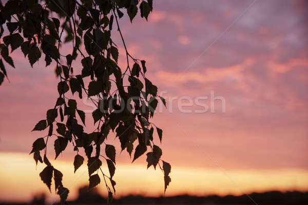 Beautiful rural landscape over the sunset Stock photo © konradbak