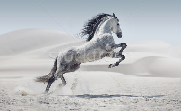 Foto stock: Foto · caballo · blanco · blanco · poni · belleza