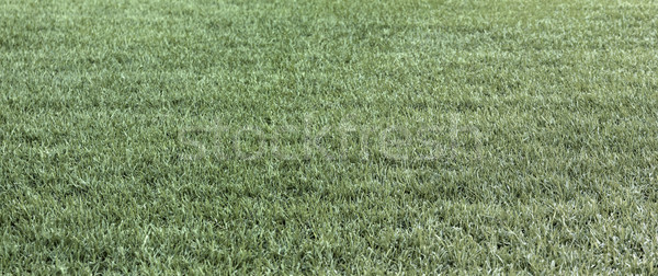 The dry green grass and dry grass summer fields straw Stock photo © konradbak