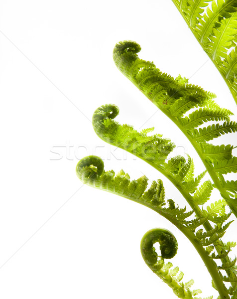 growing leaves of spring fern  isolated on white background Stock photo © Konstanttin
