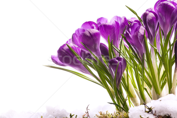 [[stock_photo]]: Art · belle · fleurs · du · printemps · neige · printemps