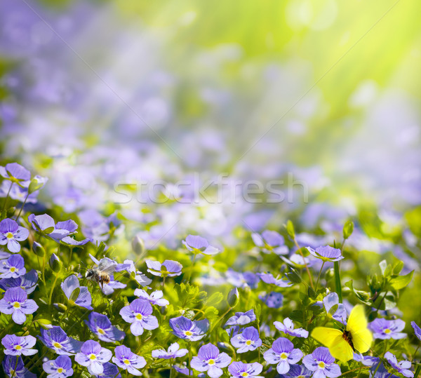 ストックフォト: 芸術 · 春 · 野の花 · 日光 · イースター · 空