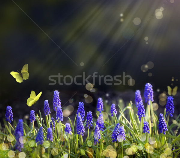 Kunst Frühling Blüte Wiesen Schmetterling Wald Stock foto © Konstanttin
