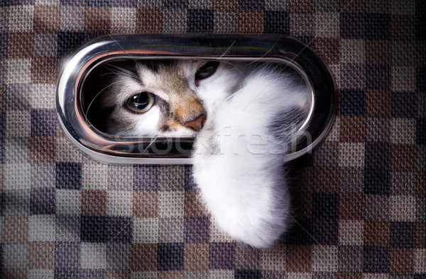 A cat plays hide and seek; Cute cat in  box Stock photo © Konstanttin