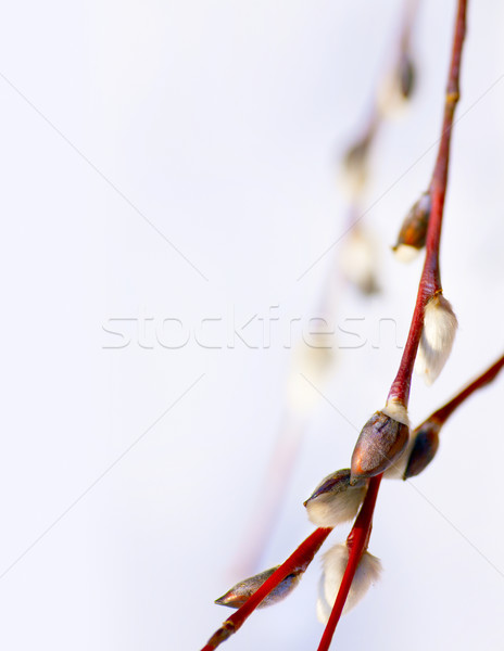 芸術 春の花 柳 猫 空 花 ストックフォト © Konstanttin