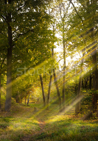 Zdjęcia stock: Jesienią · lasu · drzewo · charakter · liści · piękna