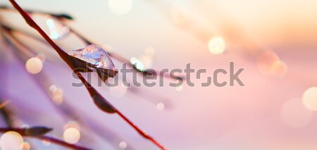 art spring background Stock photo © Konstanttin