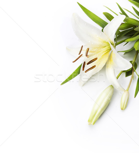 Foto stock: Lily · aislado · blanco · flor · agua · primavera