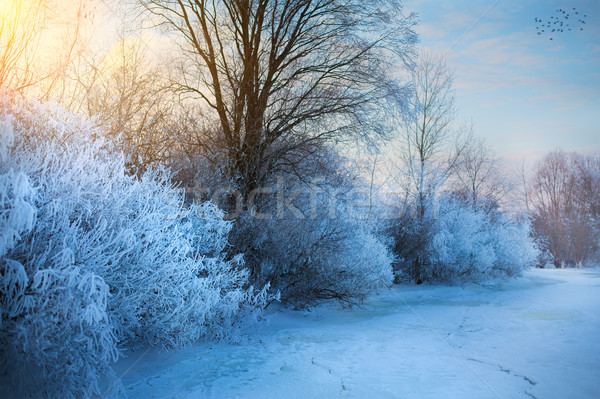 Gyönyörű tél tájkép dér fagy Stock fotó © Konstanttin