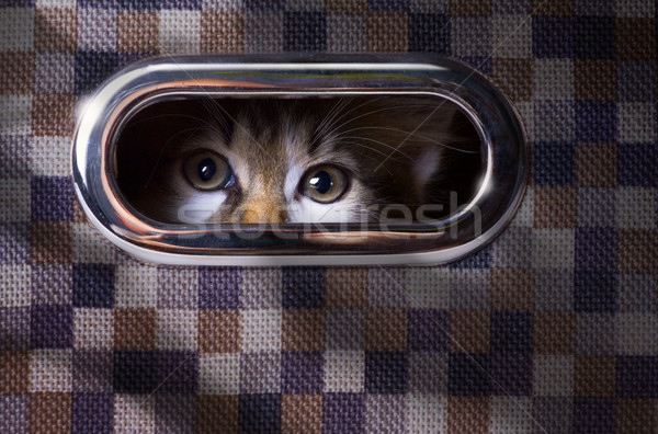 frightened and surprised Gray cat looking up with  box Stock photo © Konstanttin