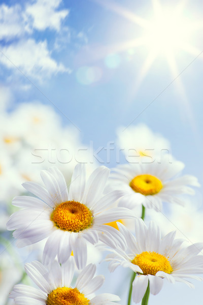 Absztrakt klasszikus virágmintás nyár húsvét égbolt Stock fotó © Konstanttin