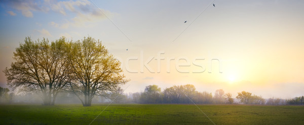art Spring countryside landscape; morning farmland field and blo Stock photo © Konstanttin