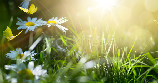 Stock fotó: Művészet · absztrakt · tavasz · nyár · friss · virágok