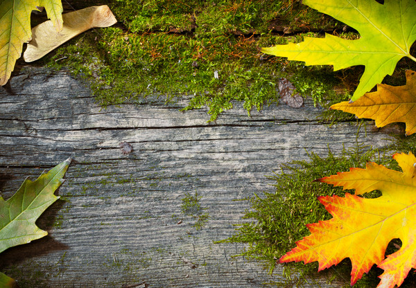 Stok fotoğraf: Sanat · sonbahar · yaprakları · grunge · eski · ahşap · sarı · ıslak