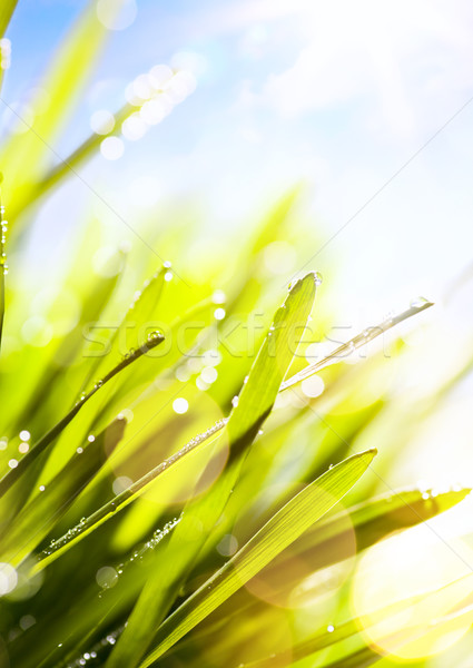 Foto stock: Arte · resumen · primavera · verano · frescos · hierba