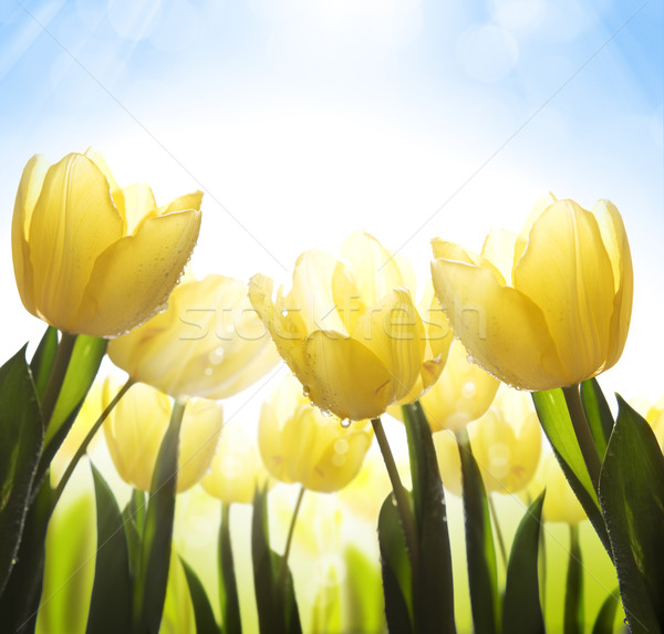 art wild flowers covered with dew in the sunlight Stock photo © Konstanttin