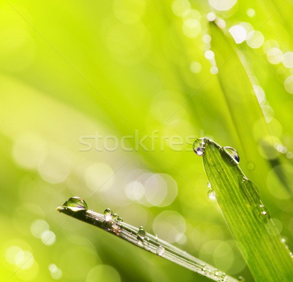 Frühling abstrakten Natur Sommer Gras blauer Himmel Stock foto © Konstanttin