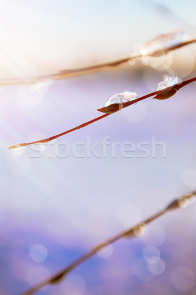 Stockfoto: Abstract · kunst · voorjaar · sneeuw · wilg