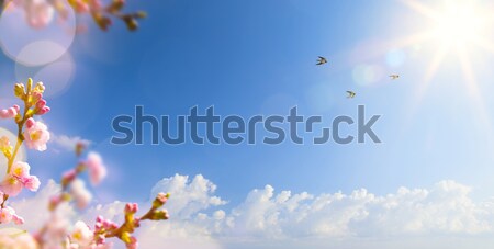 abstract Spring landscape background with flying birds and Sprin Stock photo © Konstanttin