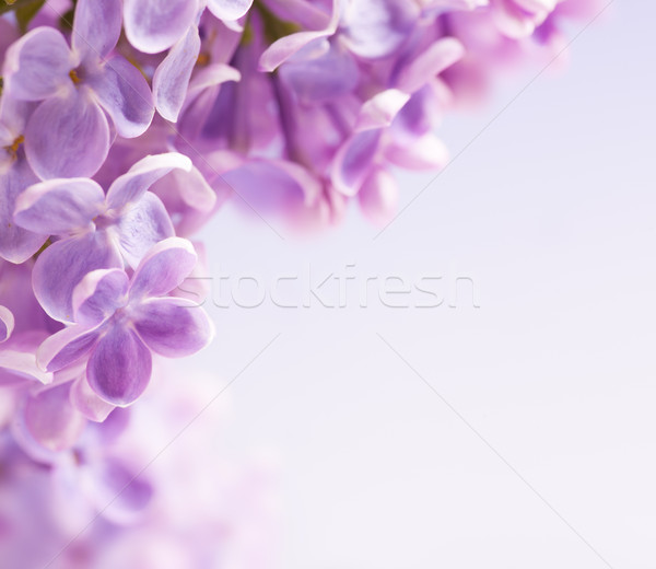 Arte lila flores resumen luz diseno Foto stock © Konstanttin