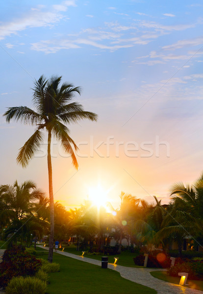 Peaceful tropical background; Sunset in the tropic Stock photo © Konstanttin