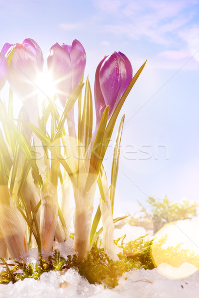 Stock photo: art spring flower  background