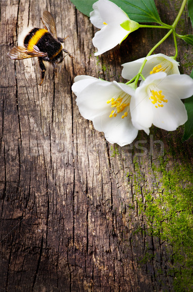bee and flower jasmine Stock photo © Konstanttin