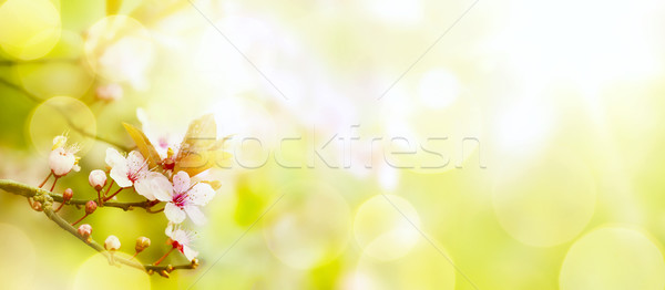 Foto stock: Abstrato · flor · da · primavera · páscoa · paisagem · primavera